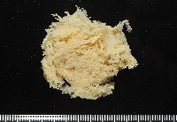 簇飾大結海葵藏品圖，第1張