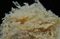 簇飾大結海葵藏品圖，第3張