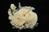 簇飾大結海葵藏品圖，第4張