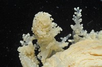 簇飾大結海葵藏品圖，第5張
