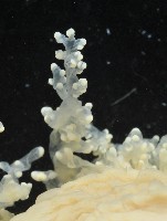 簇飾大結海葵藏品圖，第6張