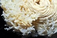 簇飾大結海葵藏品圖，第7張
