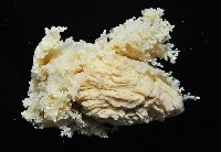 簇飾大結海葵藏品圖，第8張