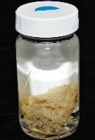簇飾大結海葵藏品圖，第11張
