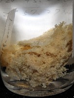 簇飾大結海葵藏品圖，第12張