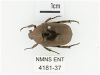 東方白點花金龜藏品圖，第1張