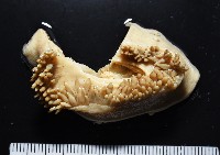 造殼海葵之一種藏品圖，第1張
