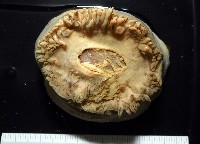 造殼海葵之一種藏品圖，第2張