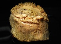 造殼海葵之一種藏品圖，第3張