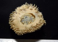 造殼海葵之一種藏品圖，第4張
