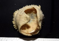 造殼海葵之一種藏品圖，第5張