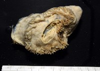 造殼海葵之一種藏品圖，第6張