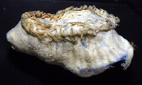 造殼海葵之一種藏品圖，第7張