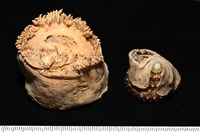 造殼海葵之一種藏品圖，第9張