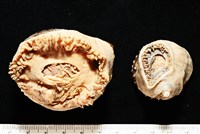 造殼海葵之一種藏品圖，第10張