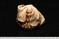 造殼海葵之一種藏品圖，第11張