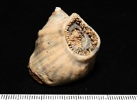 造殼海葵之一種藏品圖，第12張