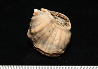 造殼海葵之一種藏品圖，第13張