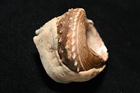 造殼海葵之一種藏品圖，第14張
