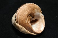 造殼海葵之一種藏品圖，第15張