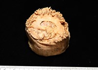 造殼海葵之一種藏品圖，第16張