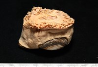 造殼海葵之一種藏品圖，第17張