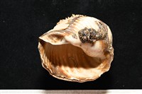 造殼海葵之一種藏品圖，第18張