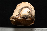 造殼海葵之一種藏品圖，第19張