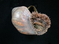 造殼海葵之一種藏品圖，第1張
