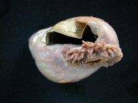 造殼海葵之一種藏品圖，第2張