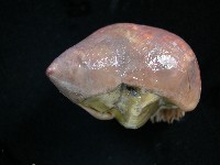 造殼海葵之一種藏品圖，第3張