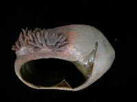 造殼海葵之一種藏品圖，第4張