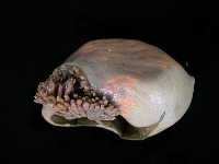 造殼海葵之一種藏品圖，第5張