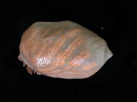 造殼海葵之一種藏品圖，第6張