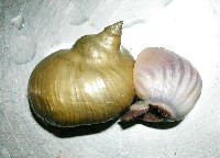 造殼海葵之一種藏品圖，第8張