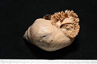 造殼海葵之一種藏品圖，第16張