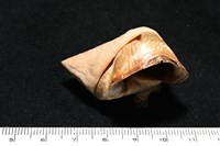 造殼海葵之一種藏品圖，第17張
