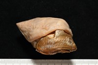 造殼海葵之一種藏品圖，第18張