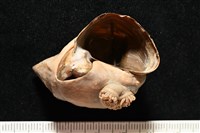 造殼海葵之一種藏品圖，第19張
