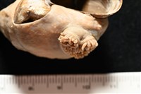 造殼海葵之一種藏品圖，第20張