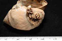 造殼海葵之一種藏品圖，第21張