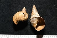 造殼海葵之一種藏品圖，第22張