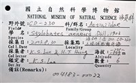 造殼海葵之一種藏品圖，第24張