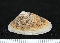 尖頂梳齒笠螺藏品圖，第2張