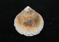 尖頂梳齒笠螺藏品圖，第3張