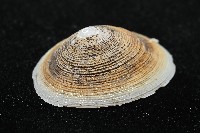 尖頂梳齒笠螺藏品圖，第4張