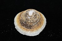 尖頂梳齒笠螺藏品圖，第5張