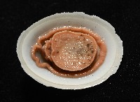 尖頂梳齒笠螺藏品圖，第6張