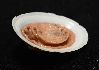 尖頂梳齒笠螺藏品圖，第7張