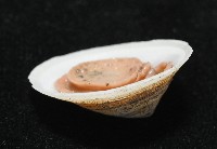 尖頂梳齒笠螺藏品圖，第8張